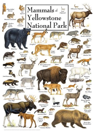 Puzzle Mammals of Yellowstone National Park Master Pieces