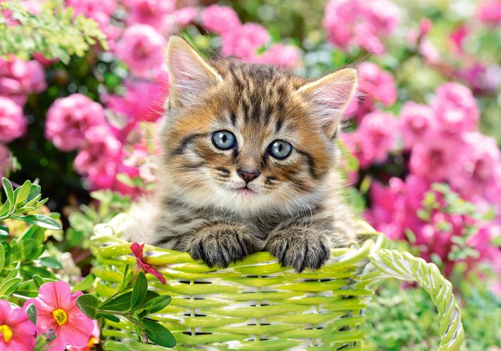 Puzzle Kitten in Flower Garden Castorland