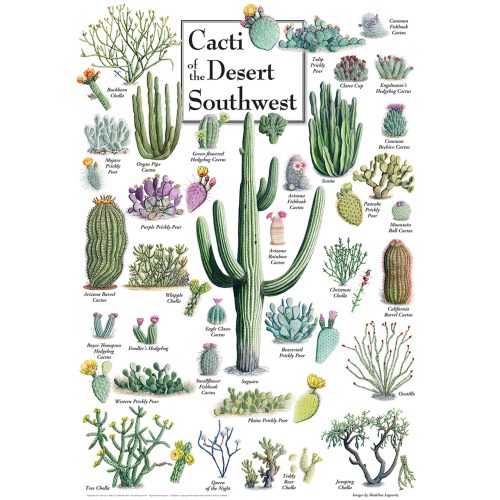 Puzzle Cacti of the Desert Southwest Master Pieces